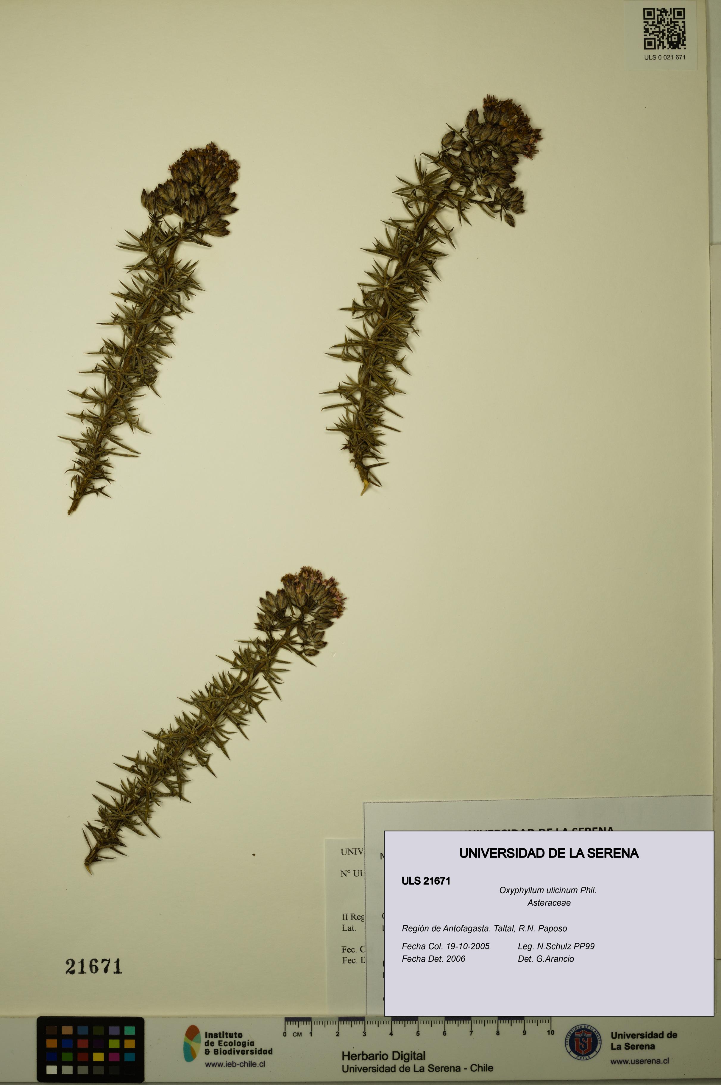 Oxyphyllum ulicinum [Espécimen: ]