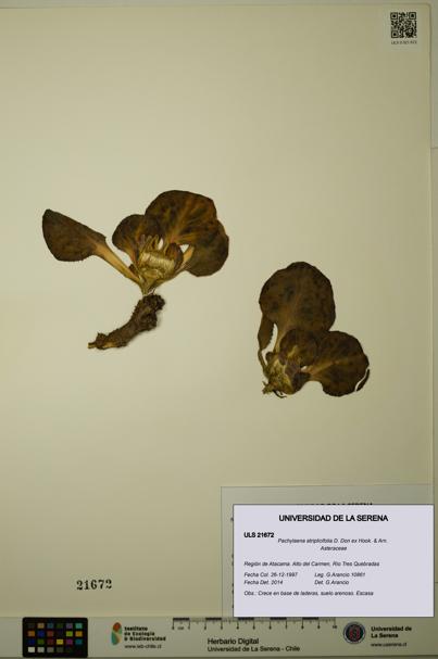 Pachylaena atriplicifolia [Espécimen: ]