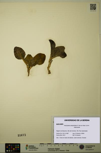 Pachylaena atriplicifolia [Espécimen: ]