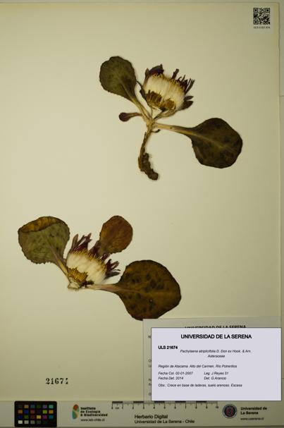 Pachylaena atriplicifolia [Espécimen: ]