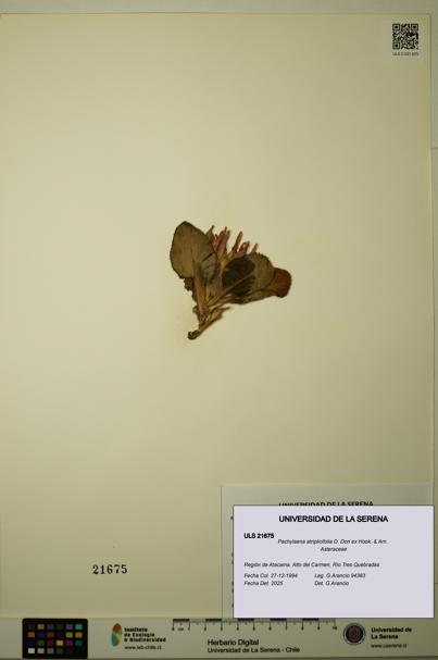 Pachylaena atriplicifolia [Espécimen: ]
