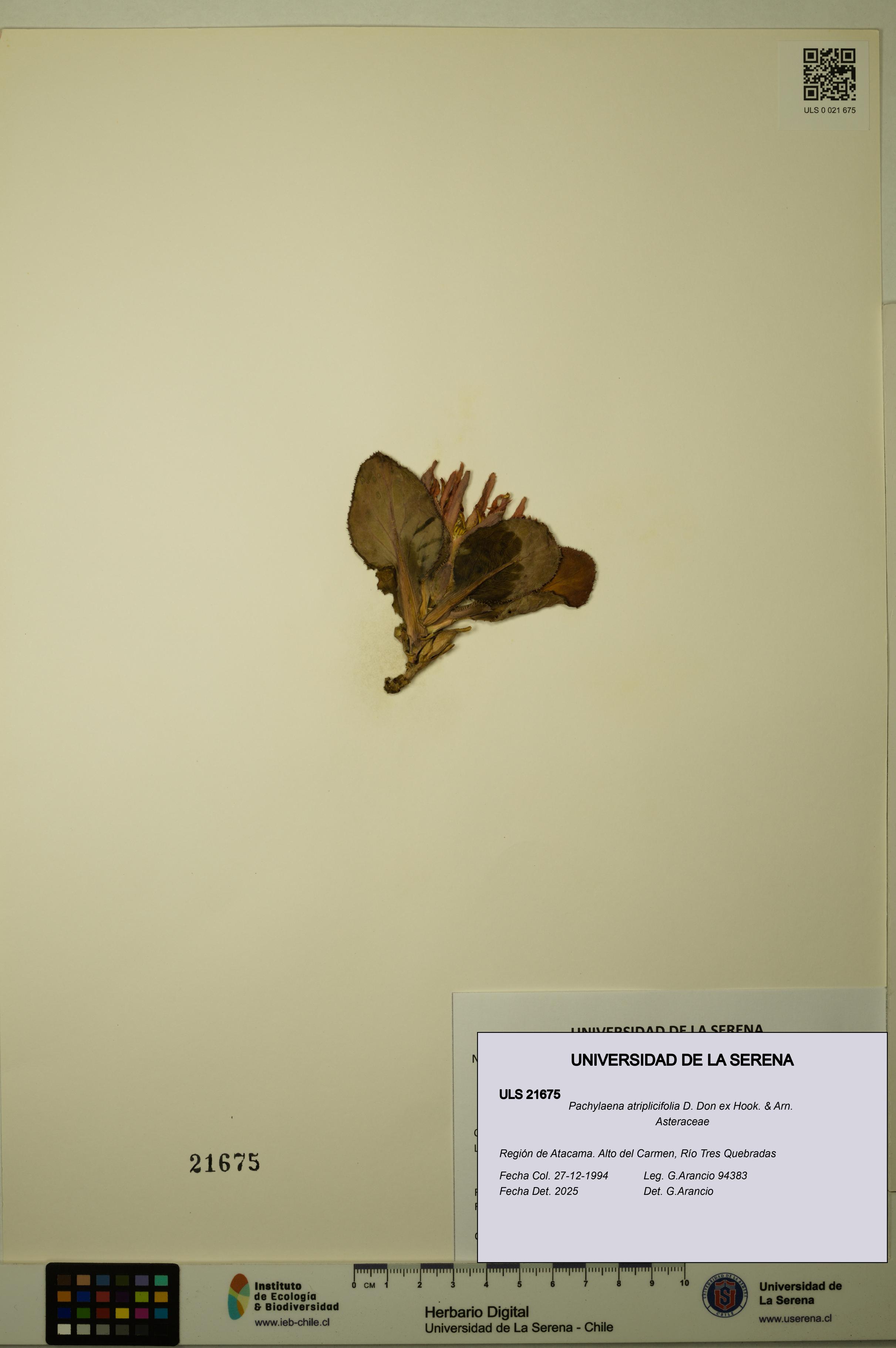 Pachylaena atriplicifolia [Espécimen: ]