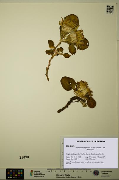 Pachylaena atriplicifolia [Espécimen: ]