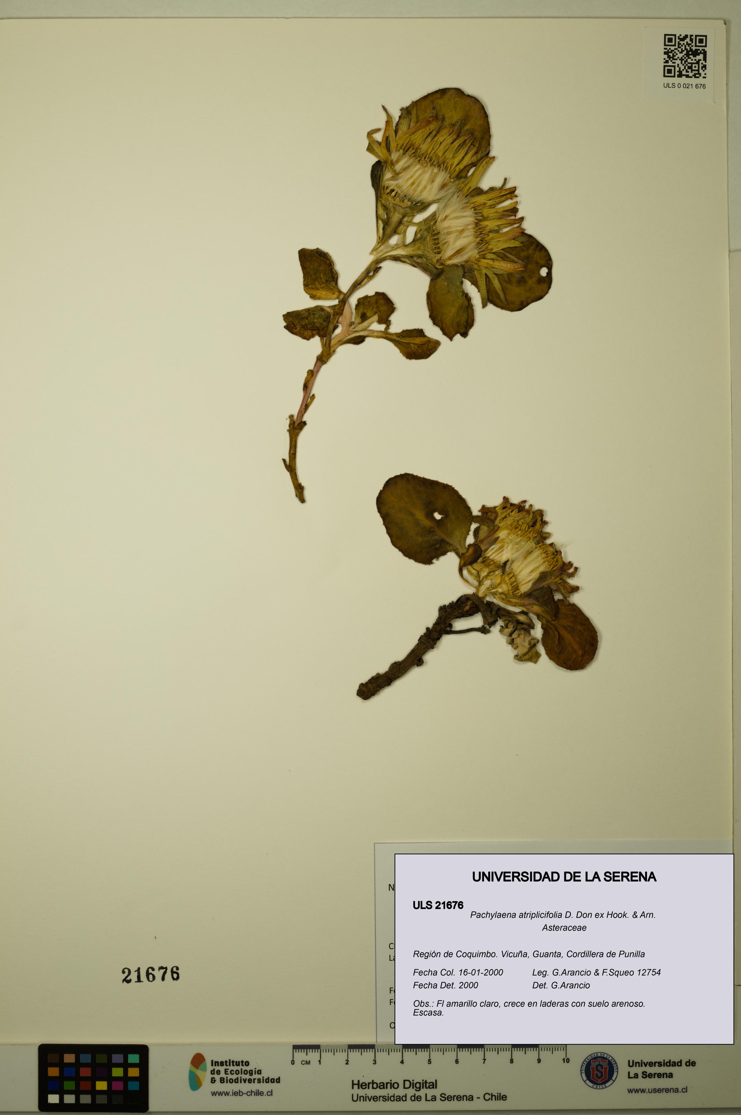 Pachylaena atriplicifolia [Espécimen: ]
