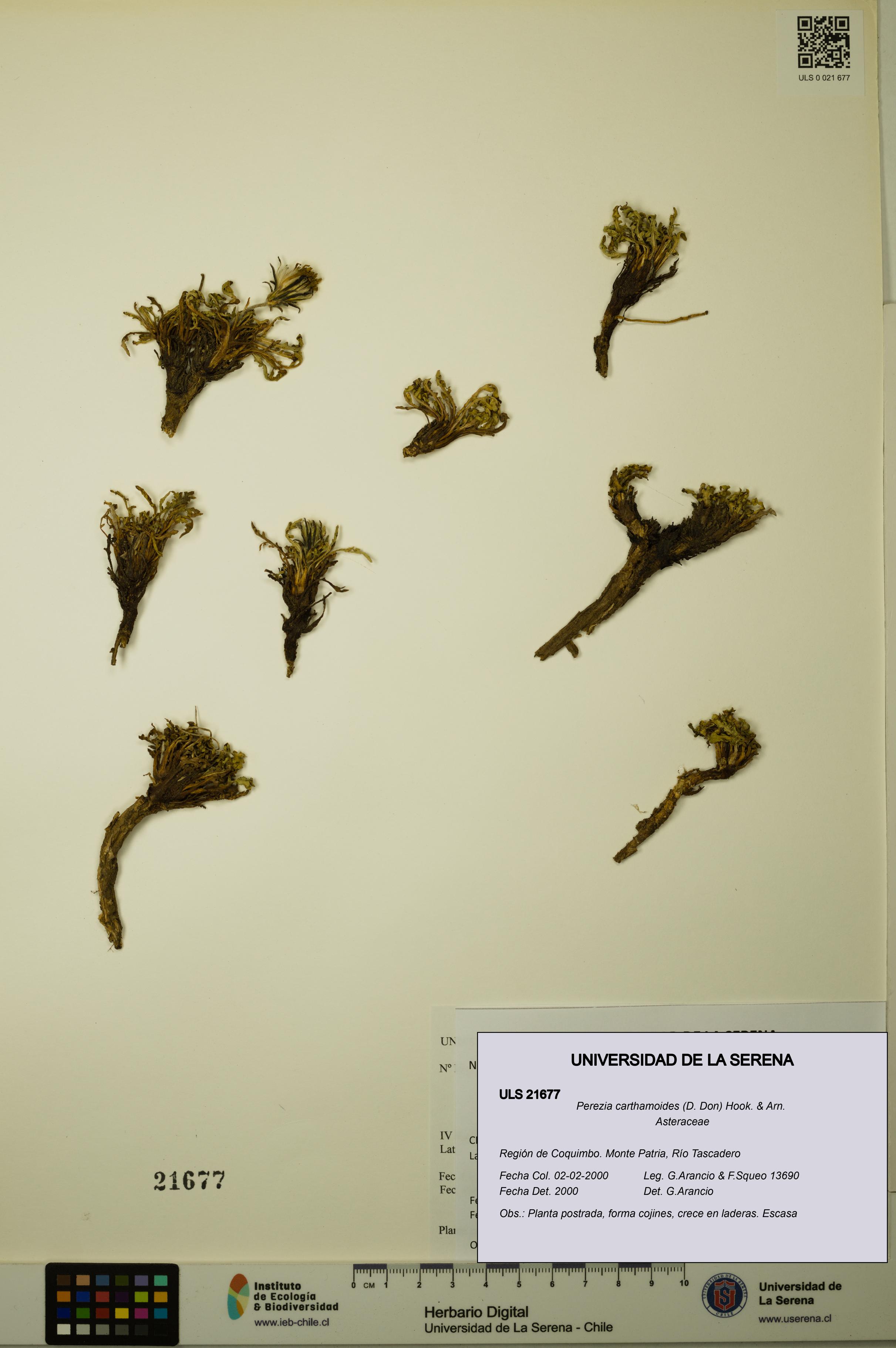 Perezia carthamoides [Espécimen: ULS:ULS:0021677]