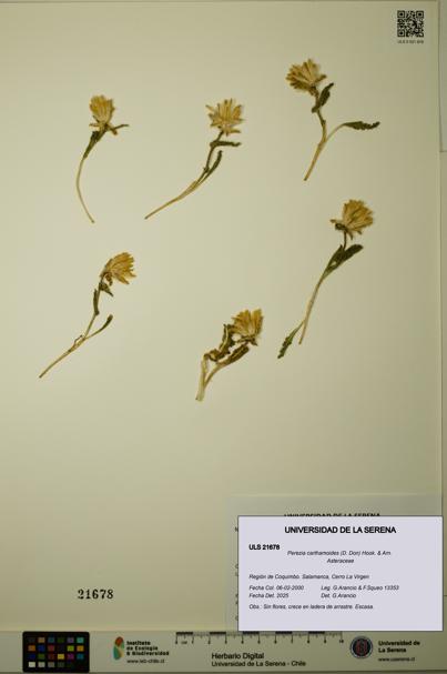 Perezia carthamoides [Espécimen: ULS:ULS:0021678]