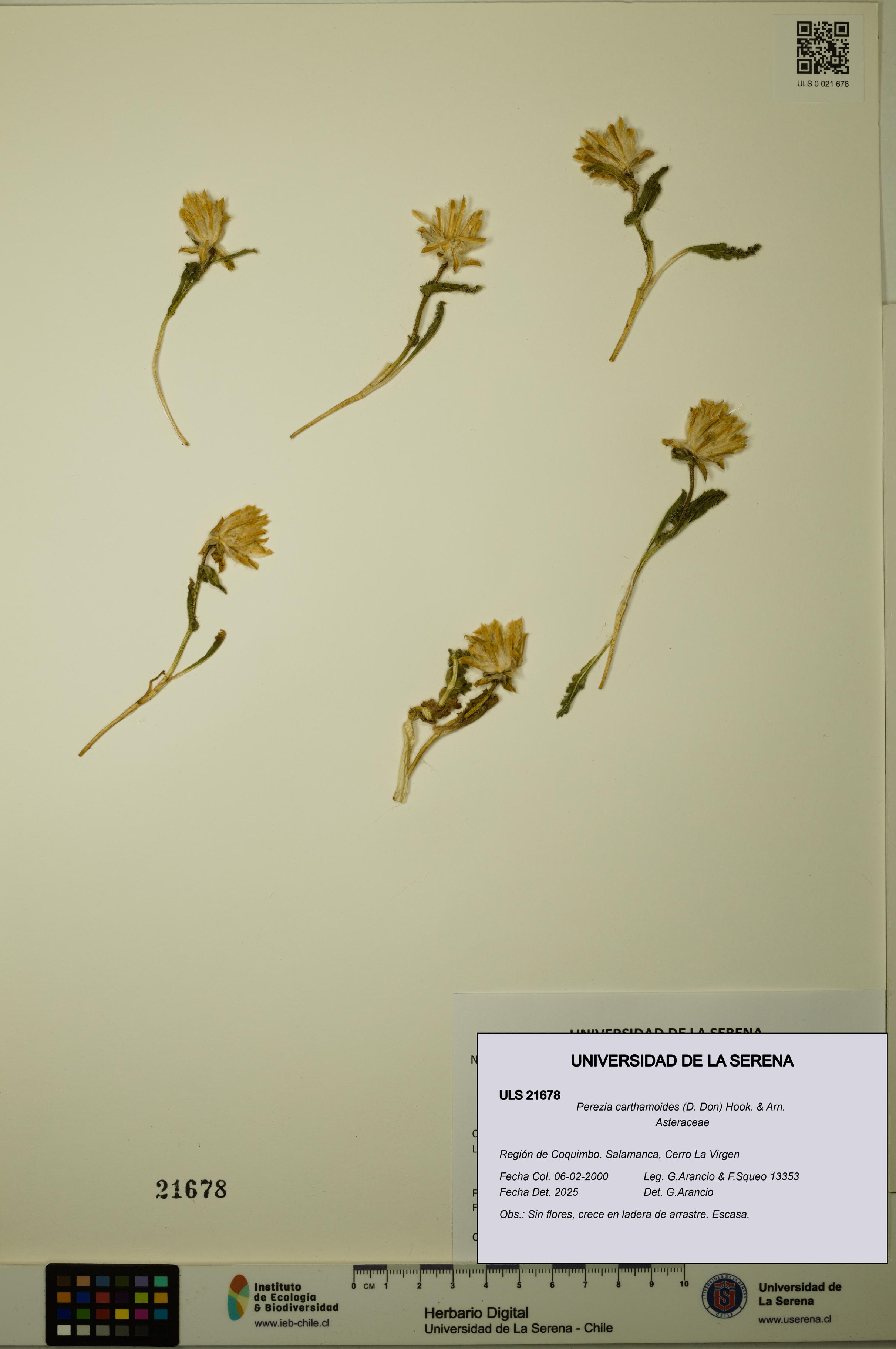 Perezia carthamoides [Espécimen: ULS:ULS:0021678]
