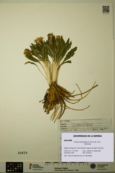 Perezia carthamoides [Espécimen: ULS:ULS:0021679]