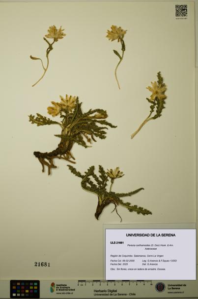 Perezia carthamoides [Espécimen: ULS:ULS:0021681]