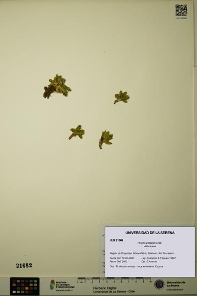 Perezia poeppigii [Espécimen: ULS:ULS:0021682]