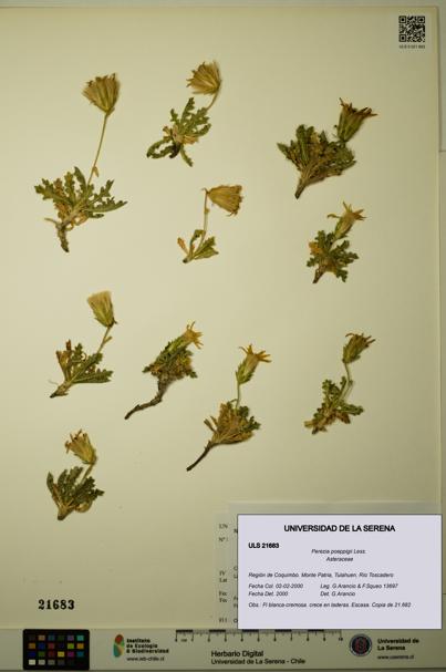 Perezia poeppigii [Espécimen: ULS:ULS:0021683]