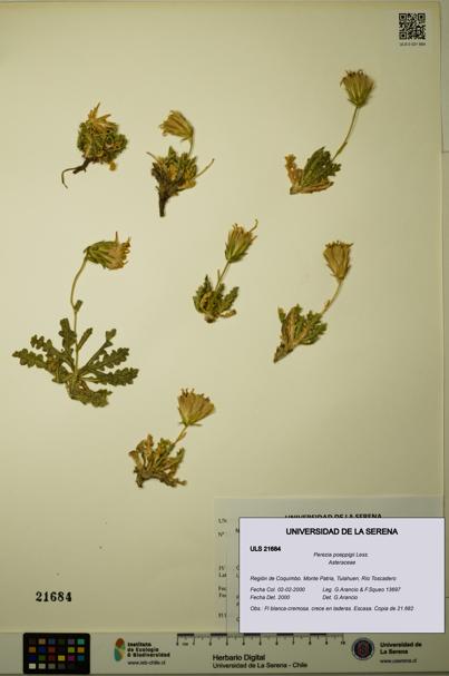 Perezia poeppigii [Espécimen: ULS:ULS:0021684]