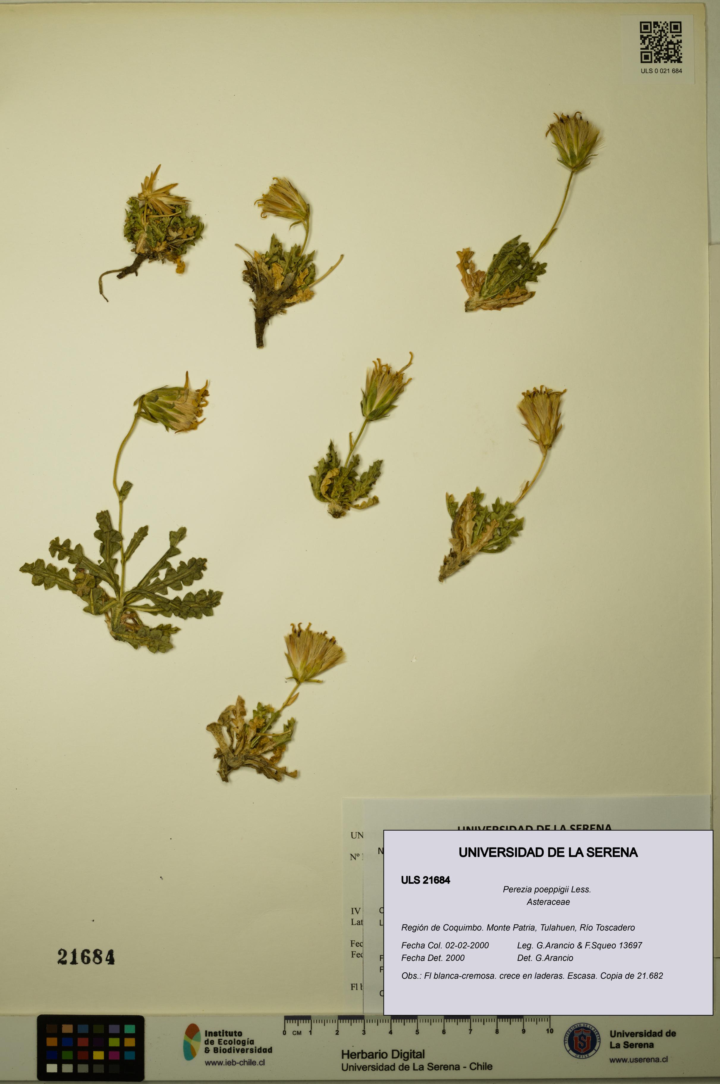 Perezia poeppigii [Espécimen: ULS:ULS:0021684]