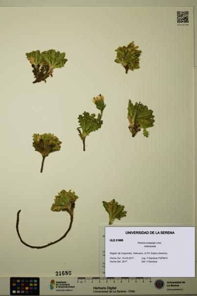 Perezia poeppigii [Espécimen: ULS:ULS:0021685]