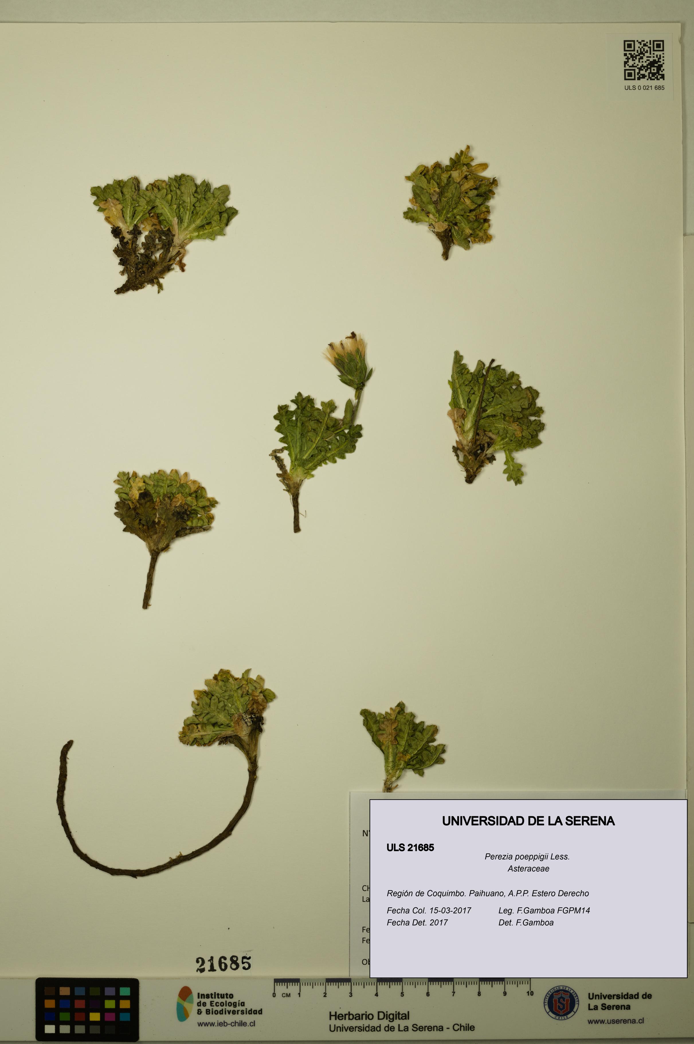 Perezia poeppigii [Espécimen: ULS:ULS:0021685]