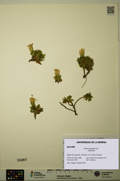 Perezia poeppigii [Espécimen: ULS:ULS:0021687]