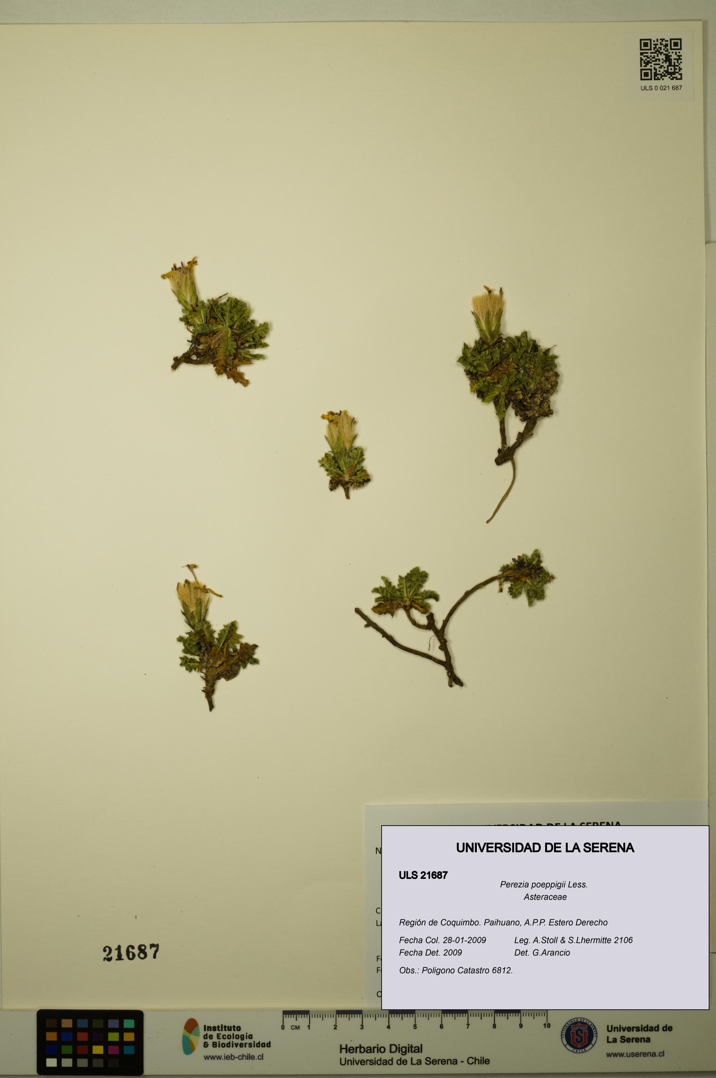 Perezia poeppigii [Espécimen: ULS:ULS:0021687]