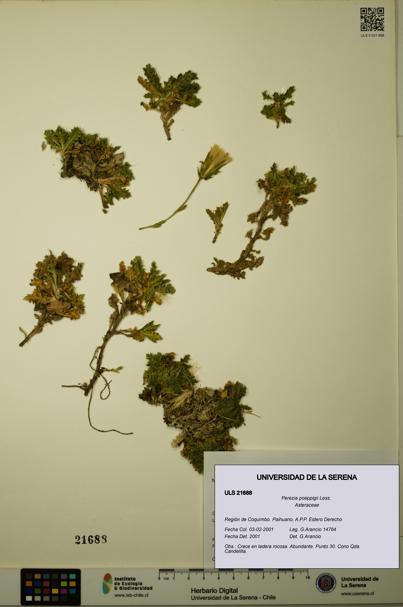 Perezia poeppigii [Espécimen: ULS:ULS:0021688]