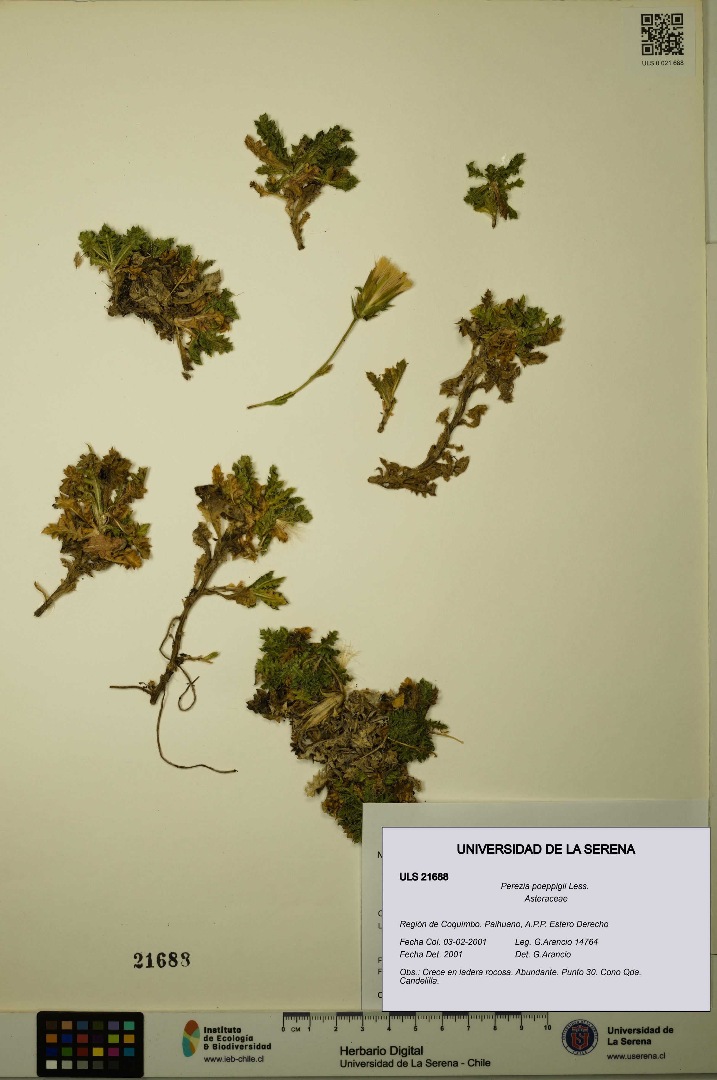 Perezia poeppigii [Espécimen: ULS:ULS:0021688]