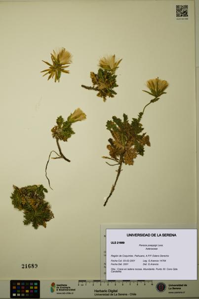 Perezia poeppigii [Espécimen: ULS:ULS:0021689]