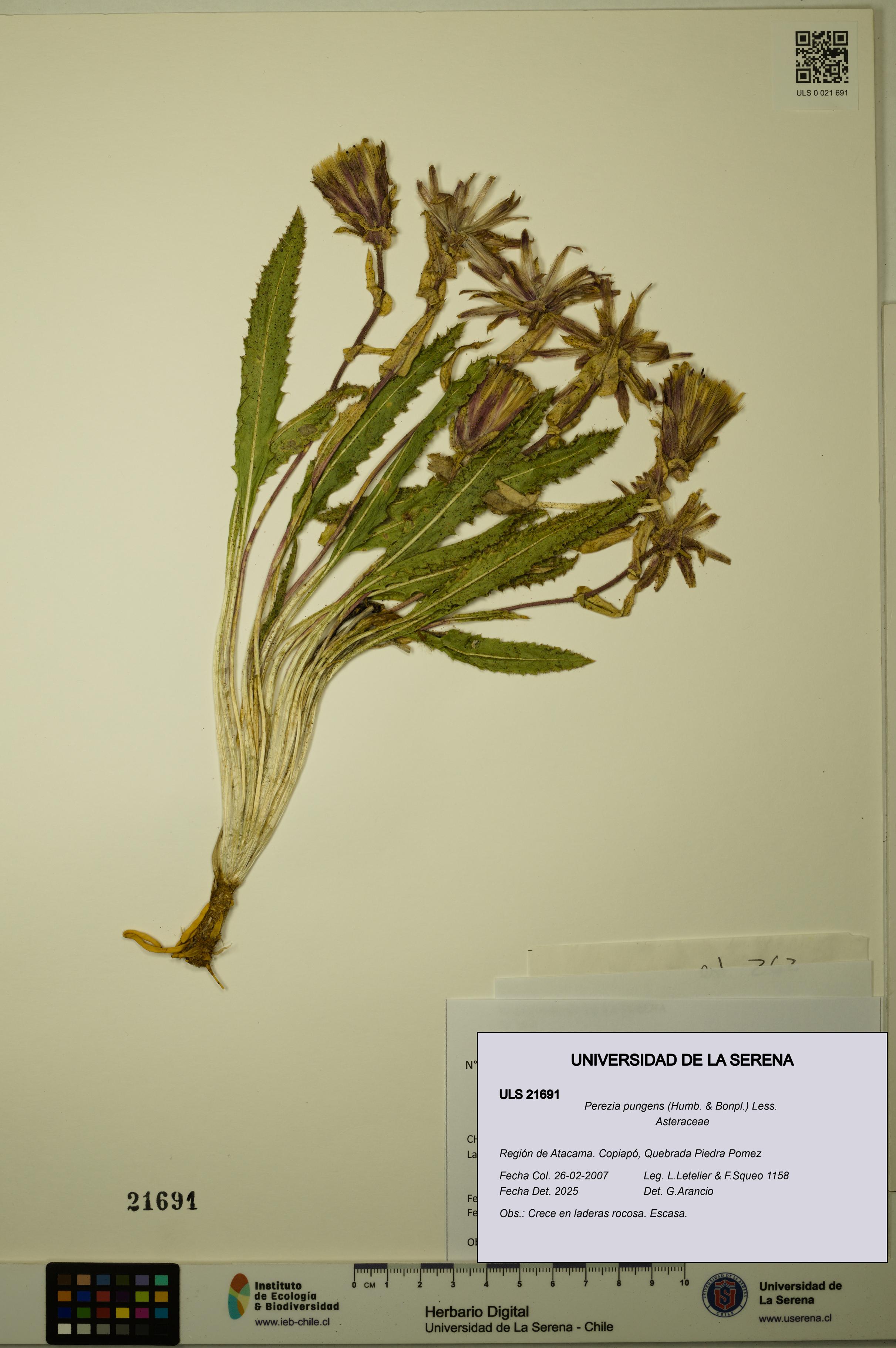 Perezia pungens [Espécimen: ULS:ULS:0021691]