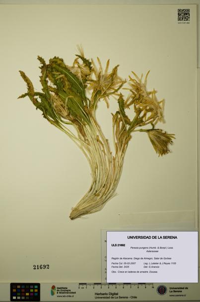 Perezia pungens [Espécimen: ULS:ULS:0021692]