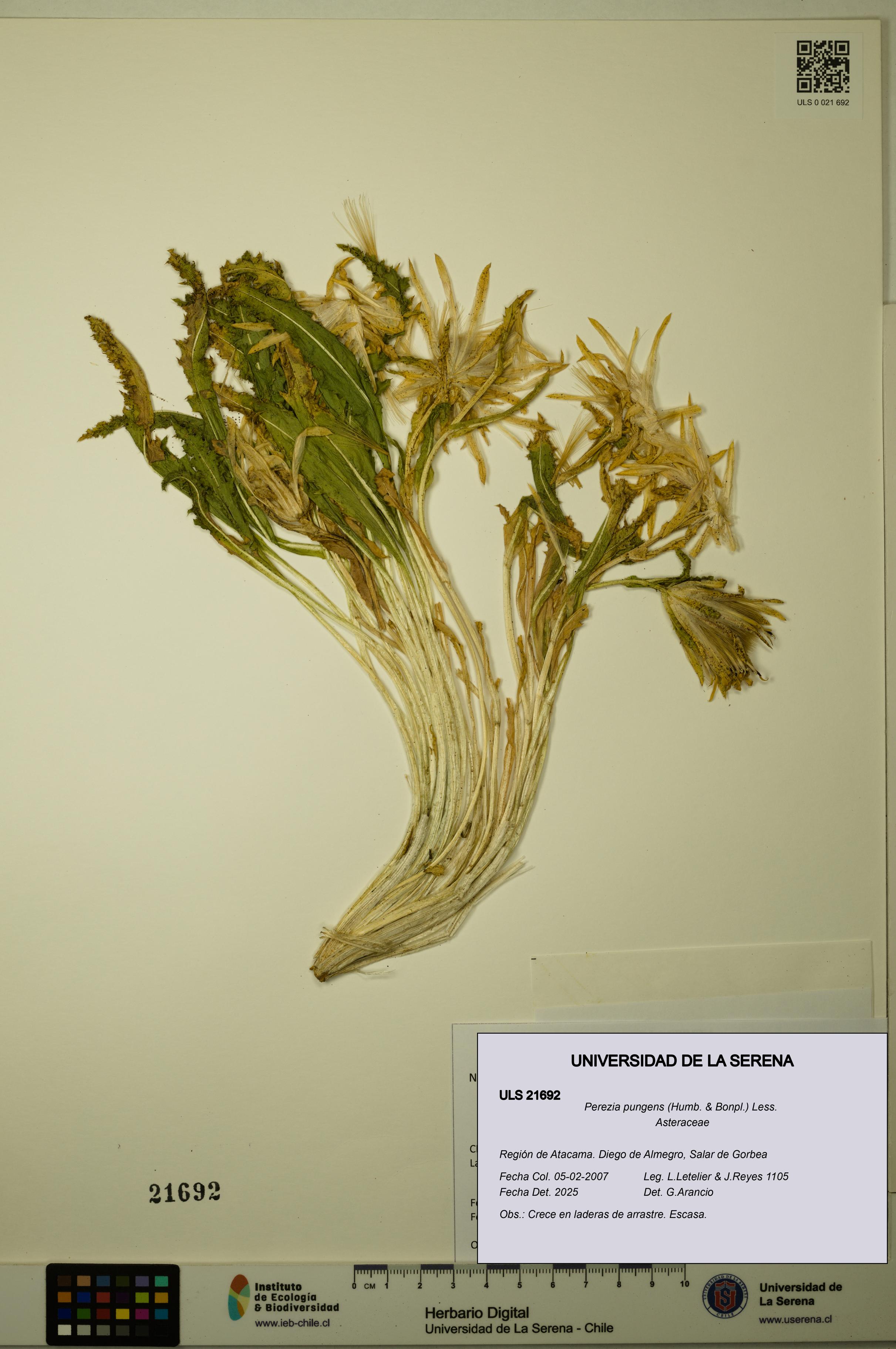 Perezia pungens [Espécimen: ULS:ULS:0021692]