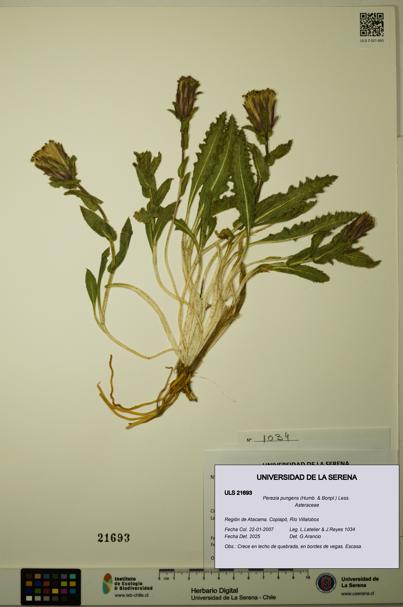 Perezia pungens [Espécimen: ULS:ULS:0021693]