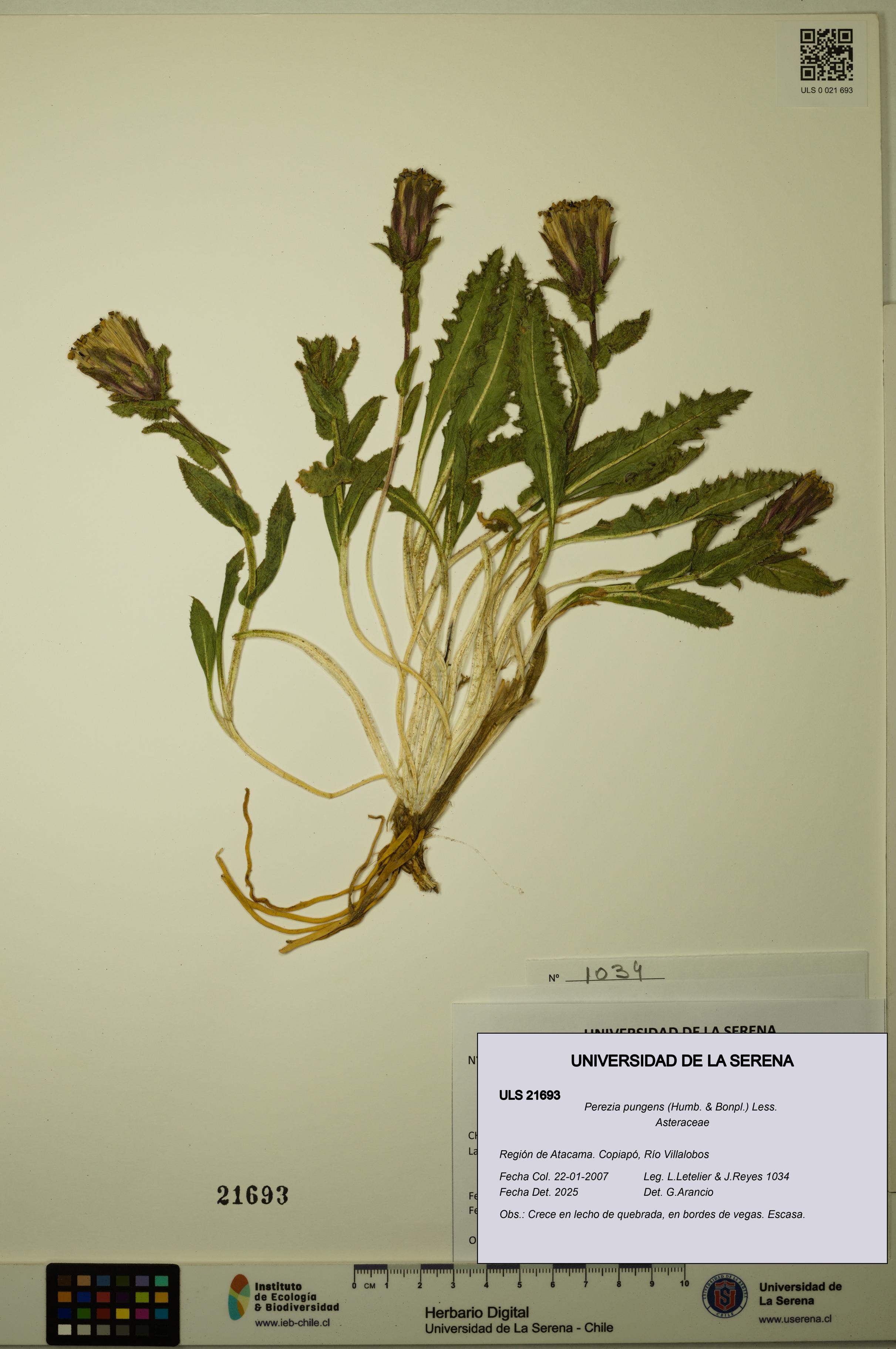 Perezia pungens [Espécimen: ULS:ULS:0021693]