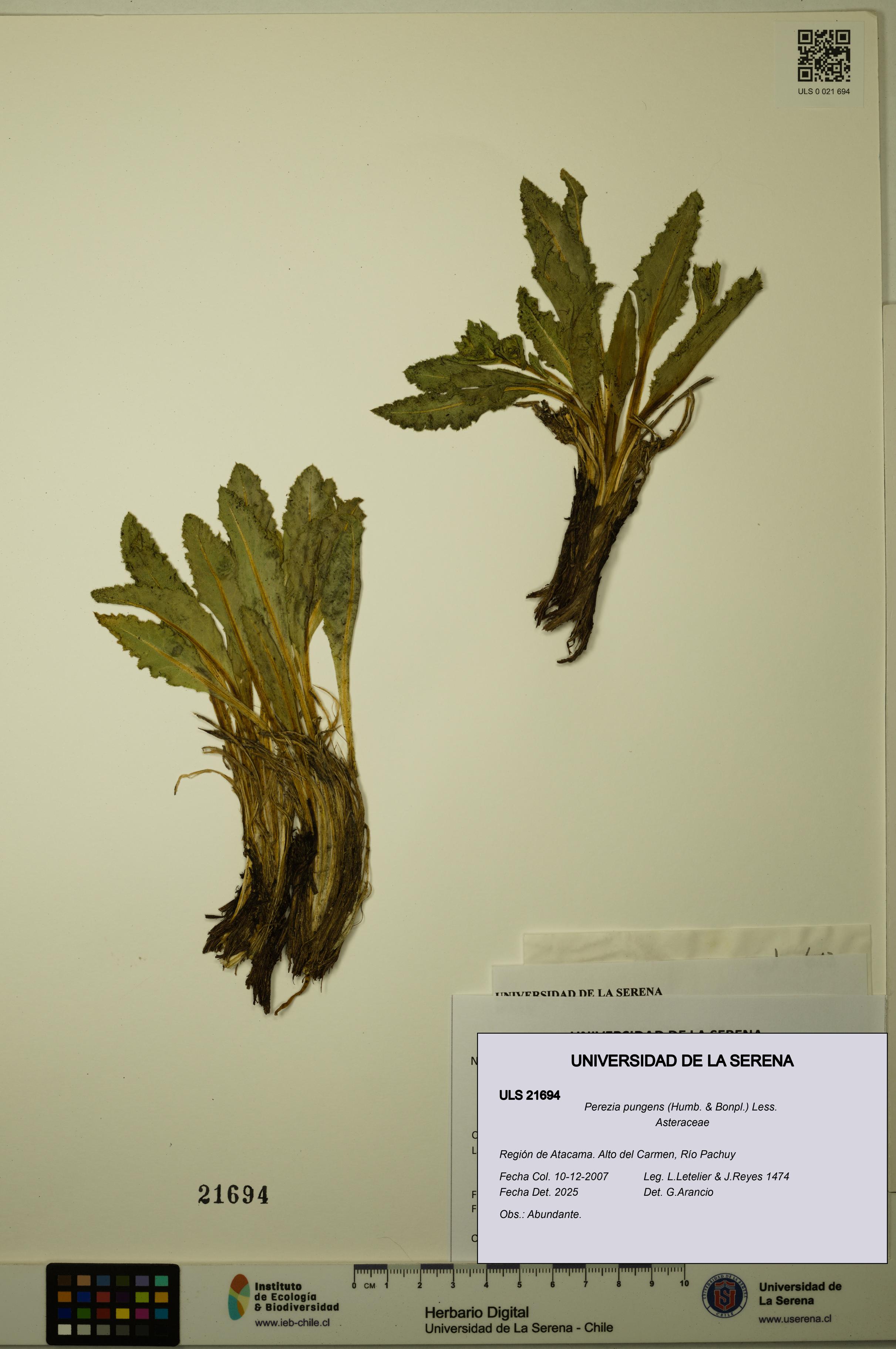 Perezia pungens [Espécimen: ULS:ULS:0021694]