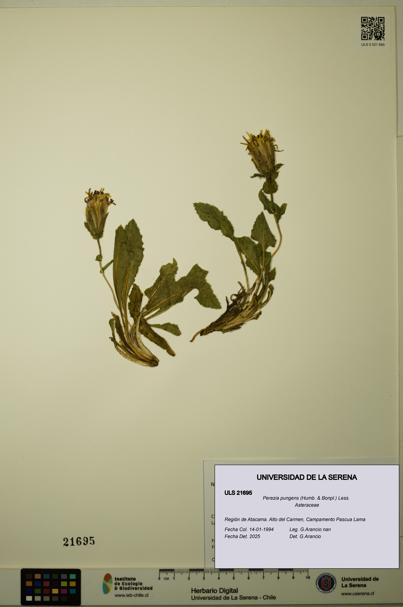 Perezia pungens [Espécimen: ULS:ULS:0021695]