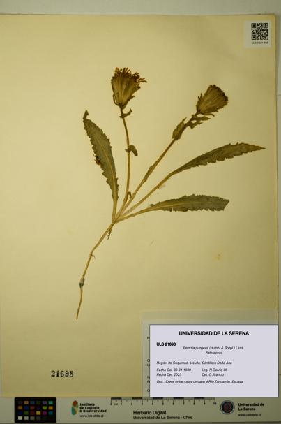 Perezia pungens [Espécimen: ULS:ULS:0021698]