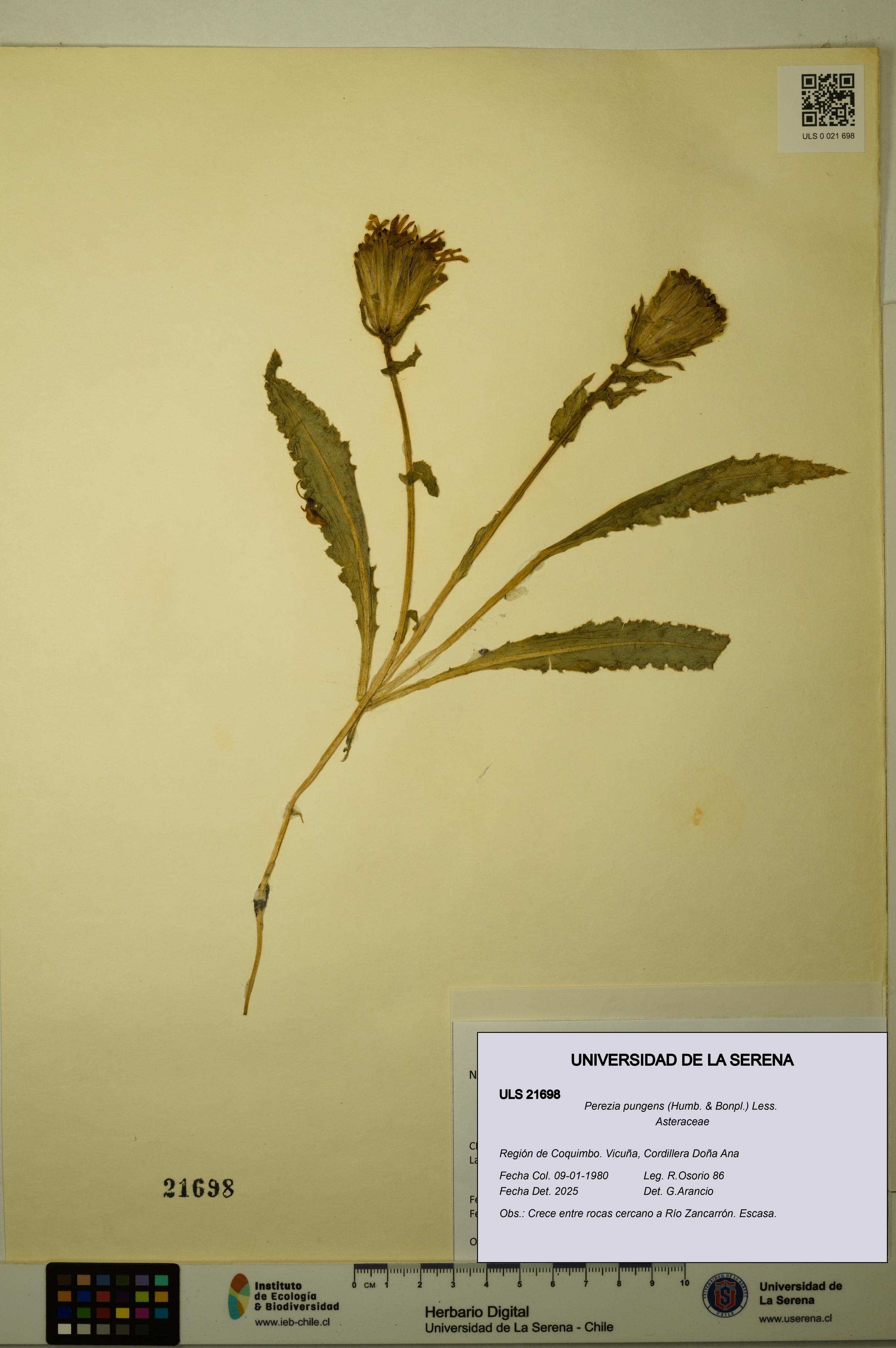 Perezia pungens [Espécimen: ULS:ULS:0021698]