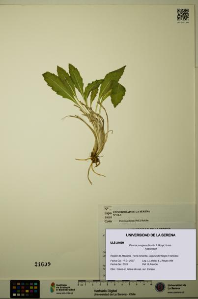 Perezia pungens [Espécimen: ULS:ULS:0021699]