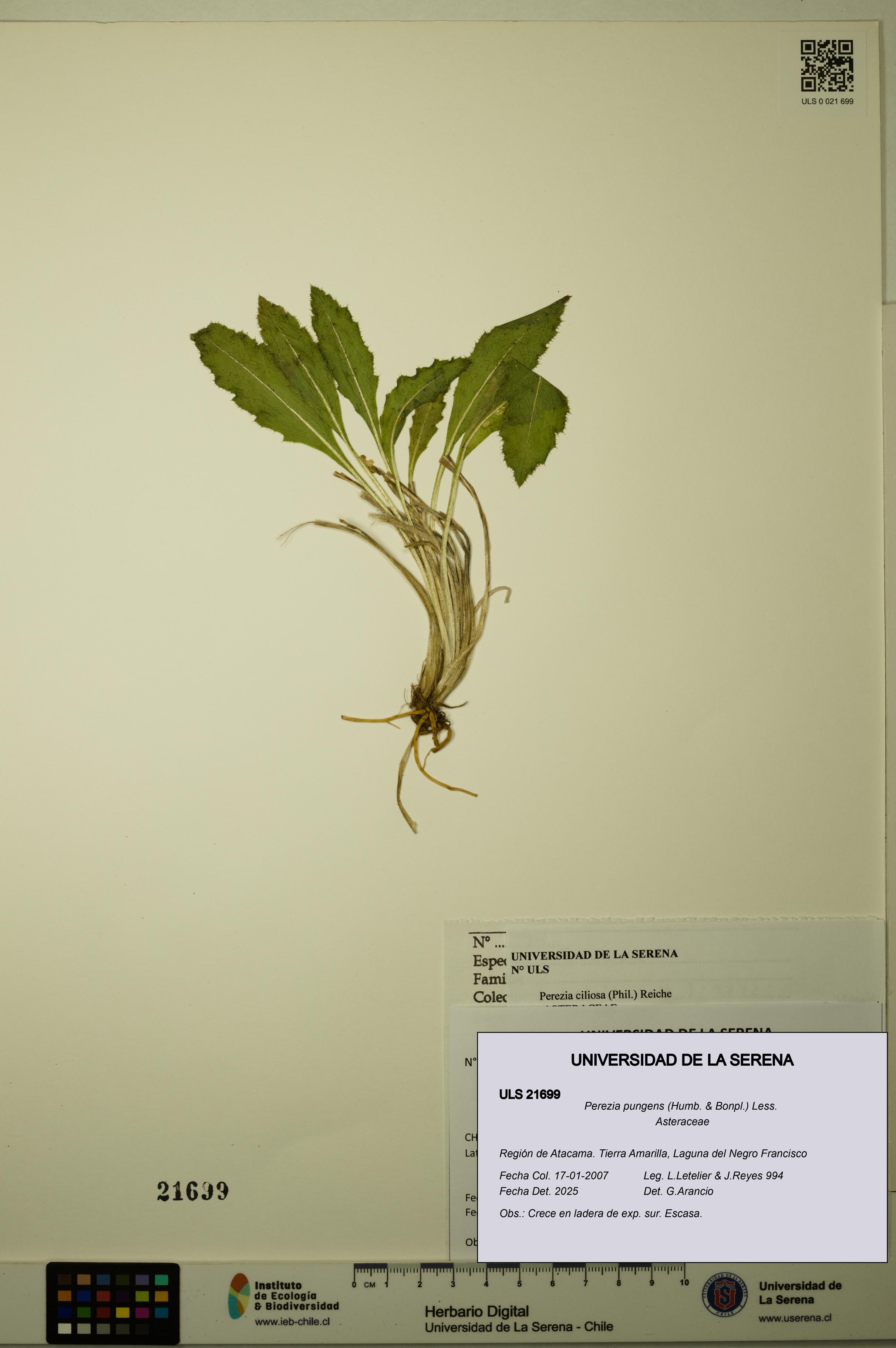 Perezia pungens [Espécimen: ULS:ULS:0021699]