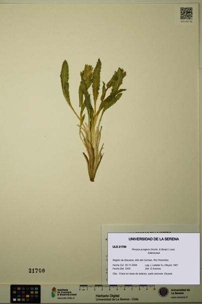 Perezia pungens [Espécimen: ULS:ULS:0021700]