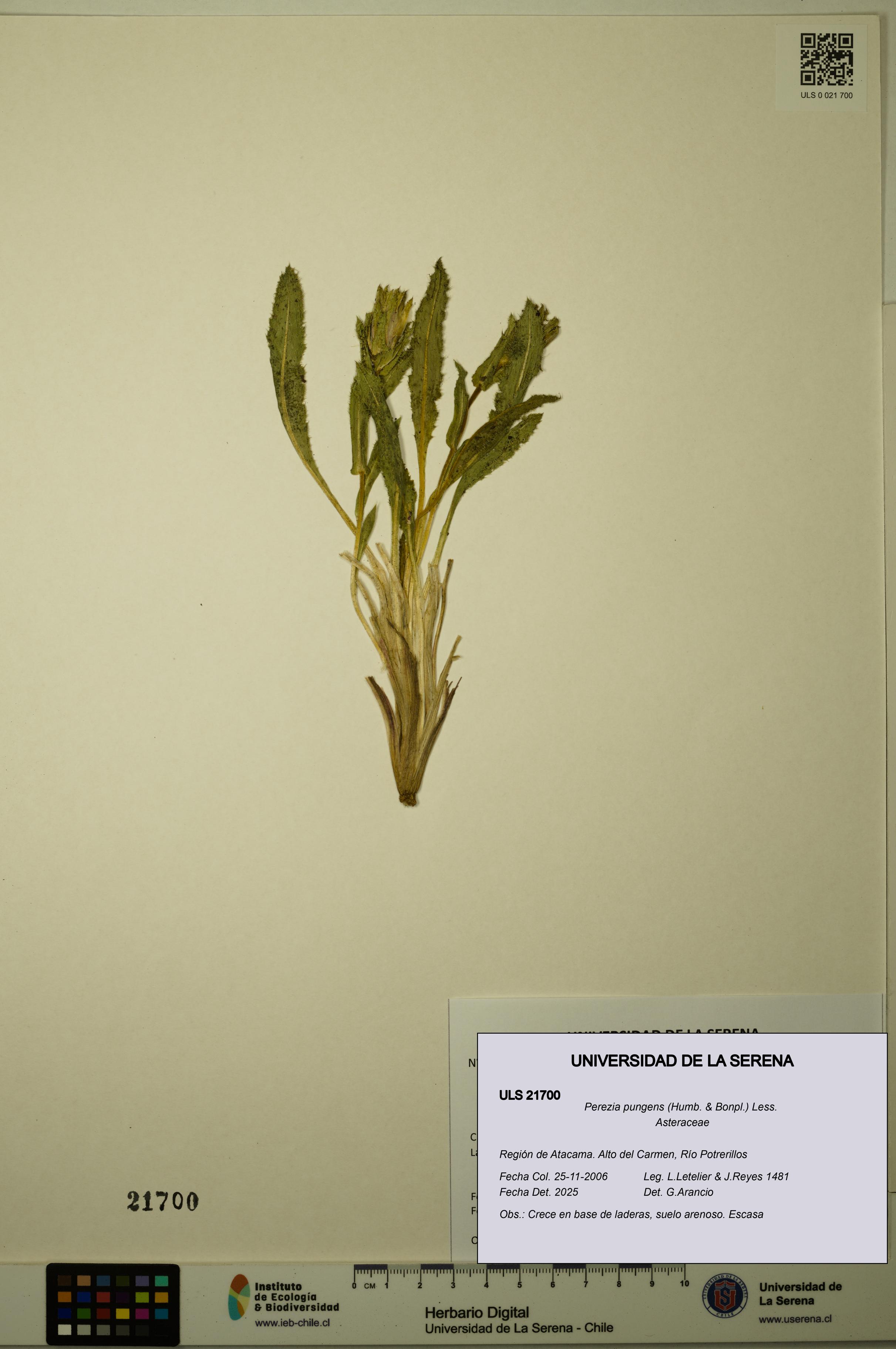 Perezia pungens [Espécimen: ULS:ULS:0021700]