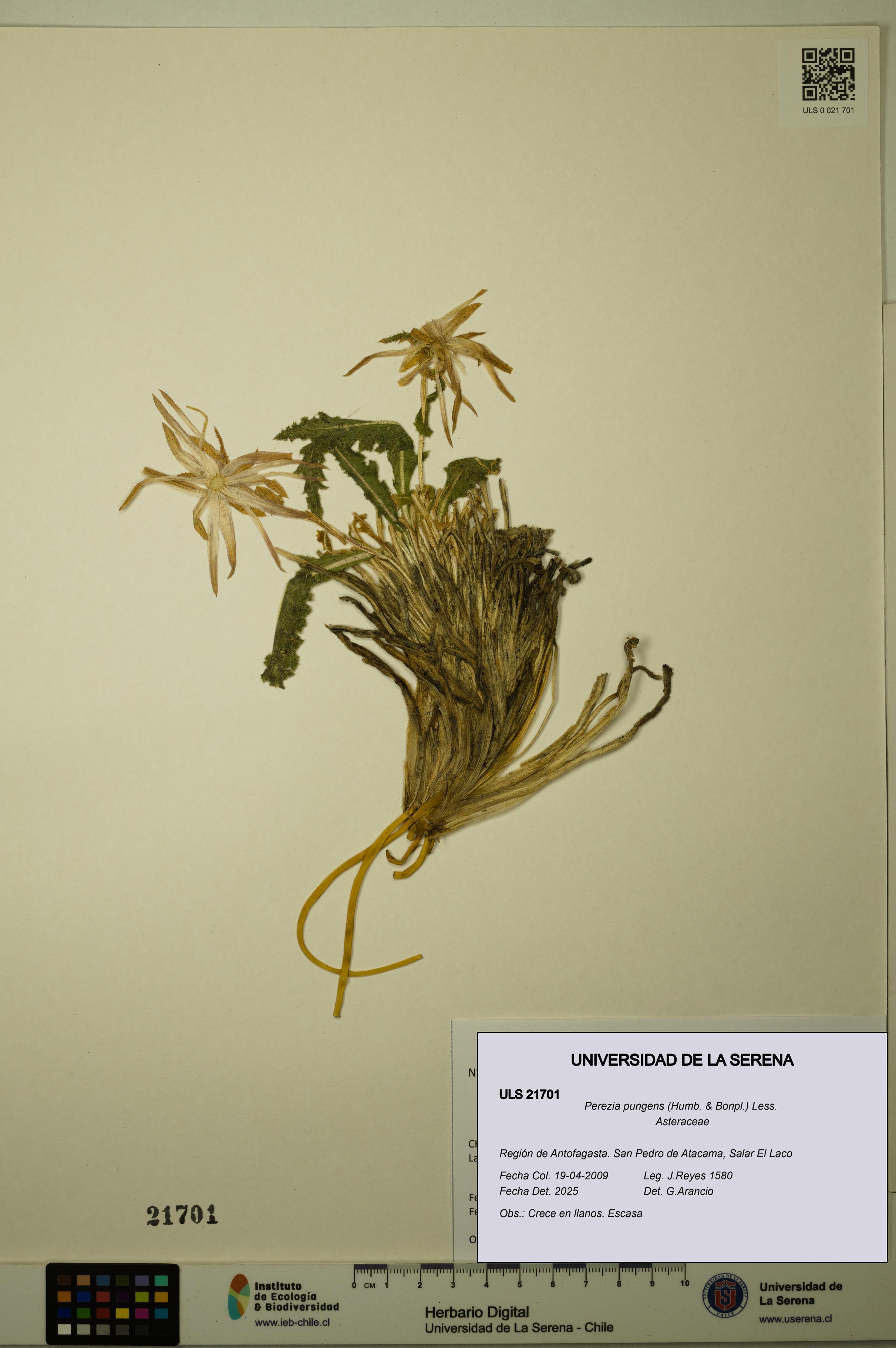 Perezia pungens [Espécimen: ULS:ULS:0021701]