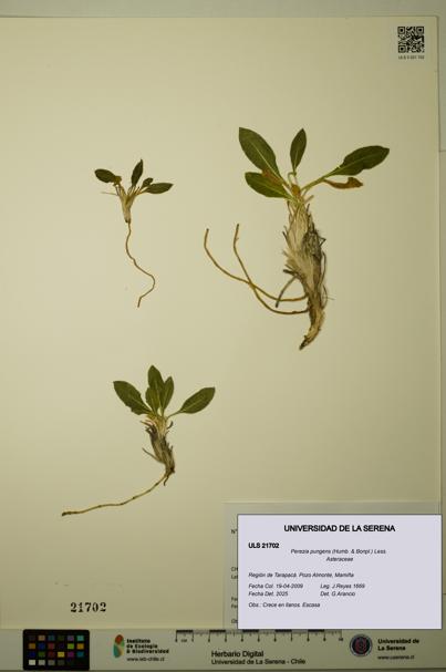 Perezia pungens [Espécimen: ULS:ULS:0021702]