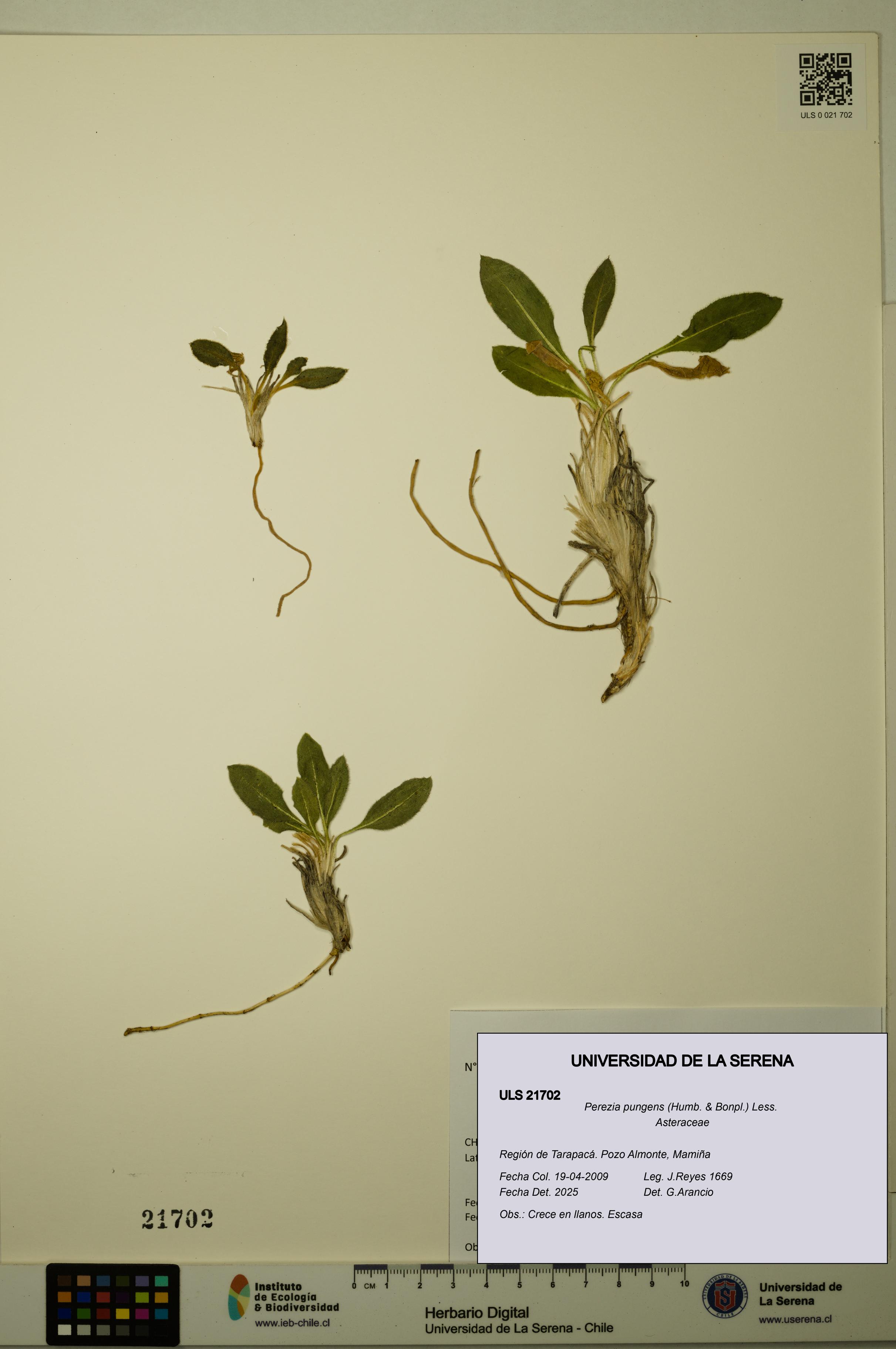 Perezia pungens [Espécimen: ULS:ULS:0021702]