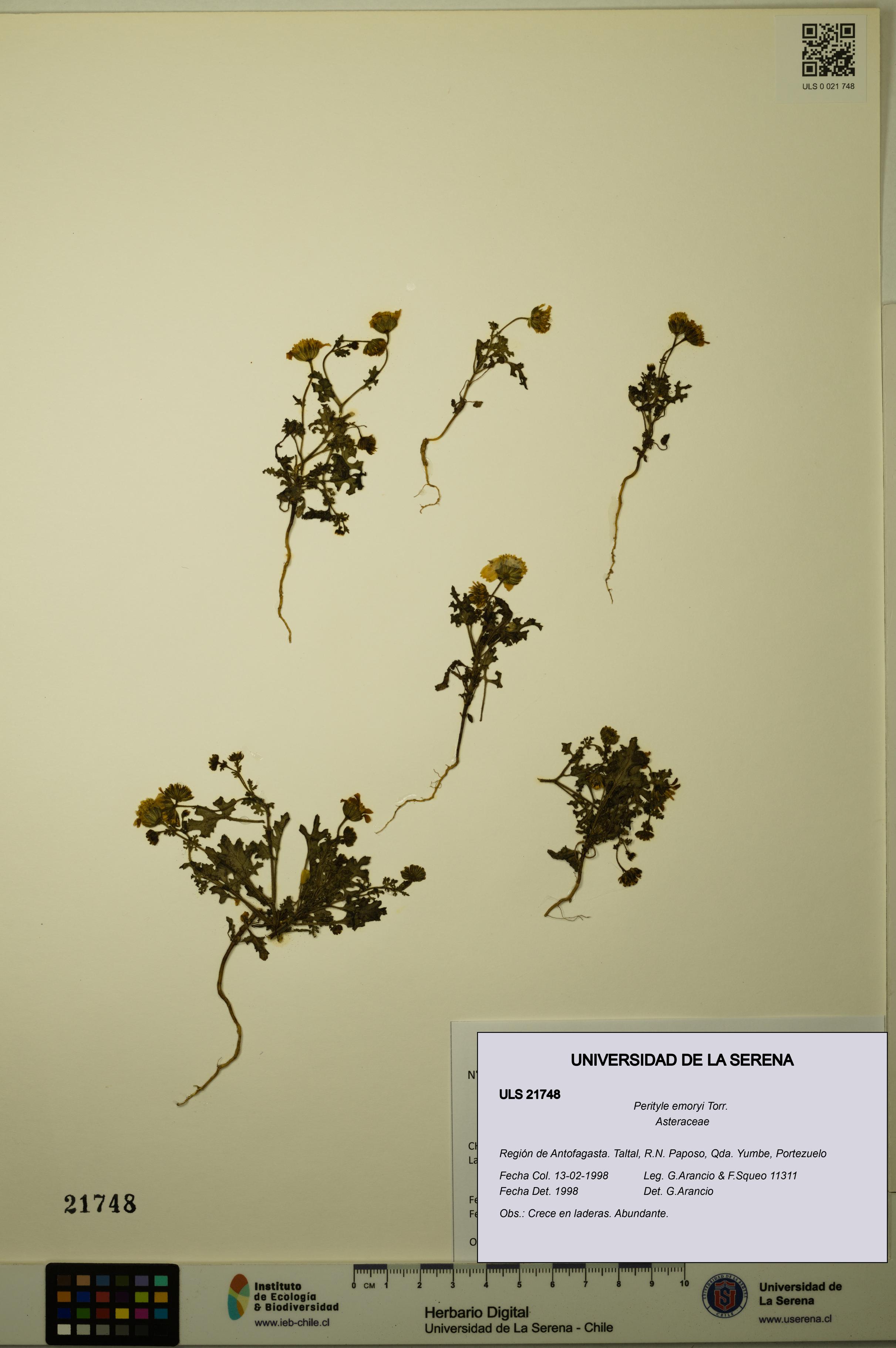 Perityle emoryi [Espécimen: ]