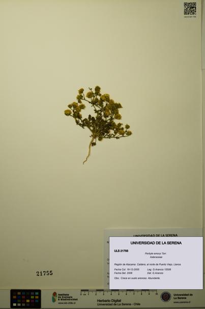 Perityle emoryi [Espécimen: ]