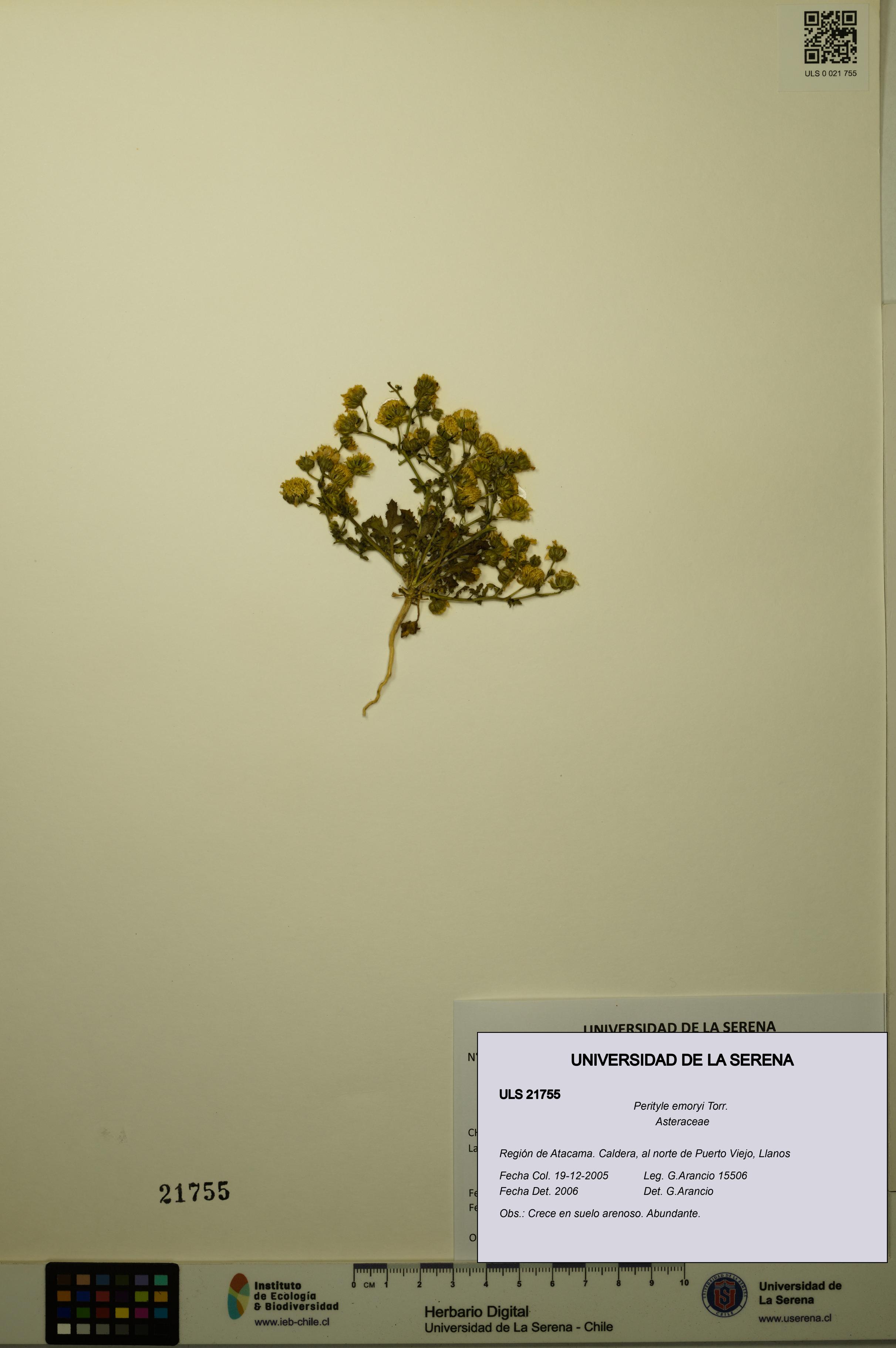 Perityle emoryi [Espécimen: ]