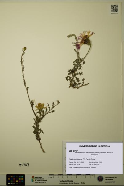 Plectocephalus atacamensis [Espécimen: ULS:ULS:0021757]