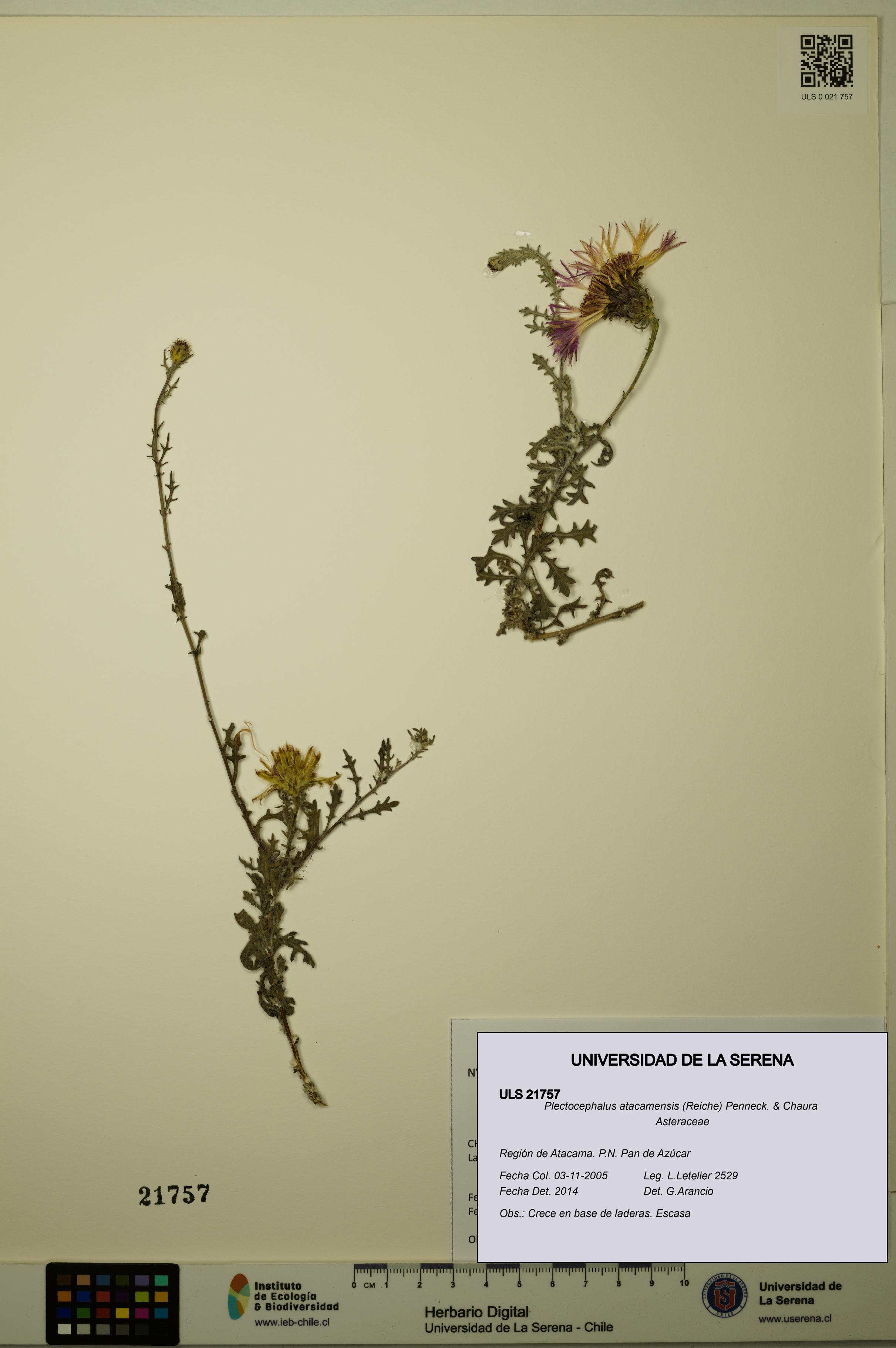 Plectocephalus atacamensis [Espécimen: ULS:ULS:0021757]