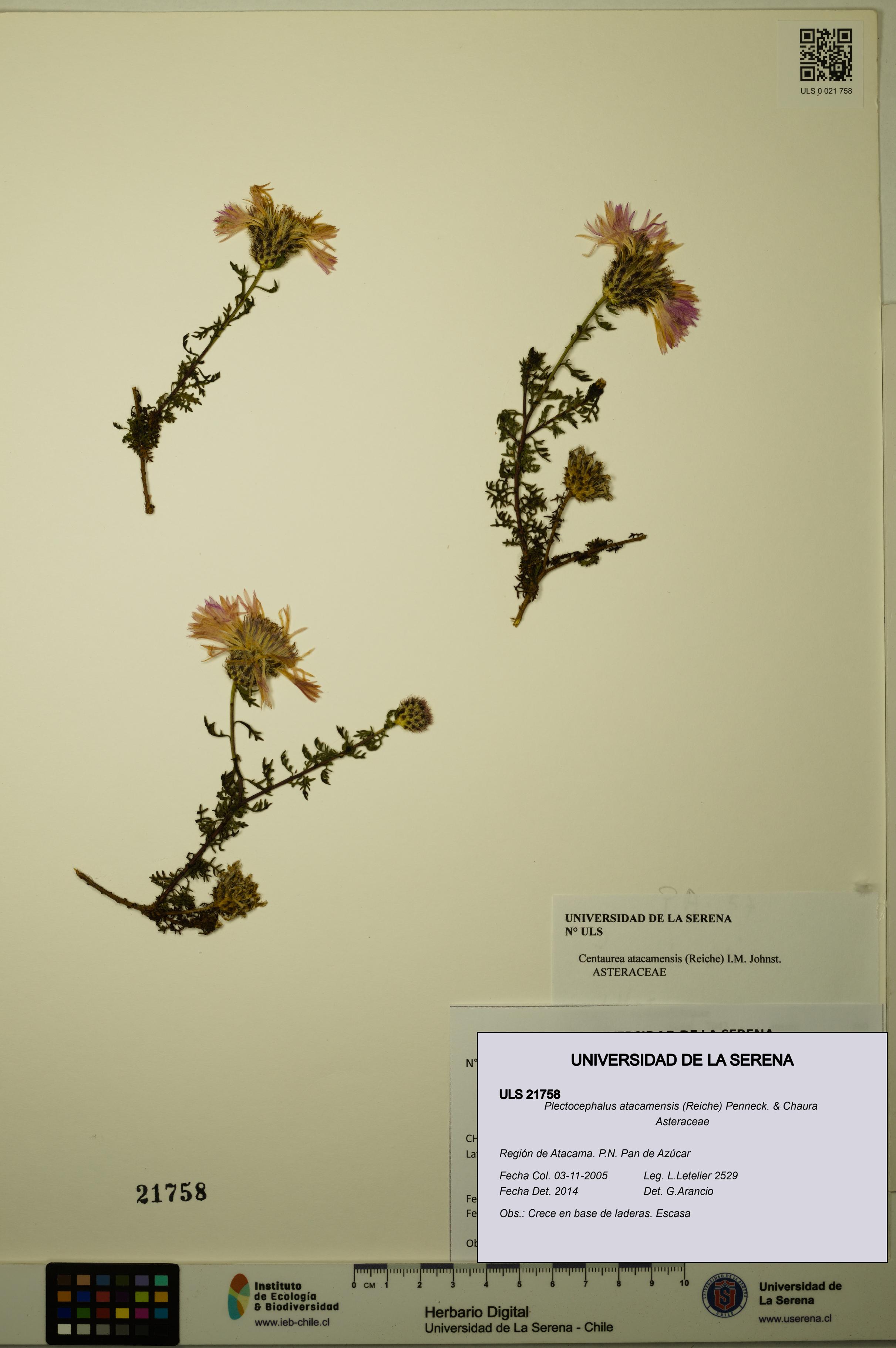 Plectocephalus atacamensis [Espécimen: ULS:ULS:0021758]