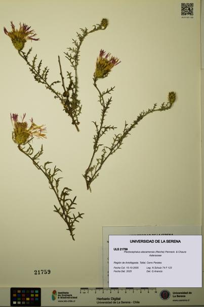 Plectocephalus atacamensis [Espécimen: ULS:ULS:0021759]