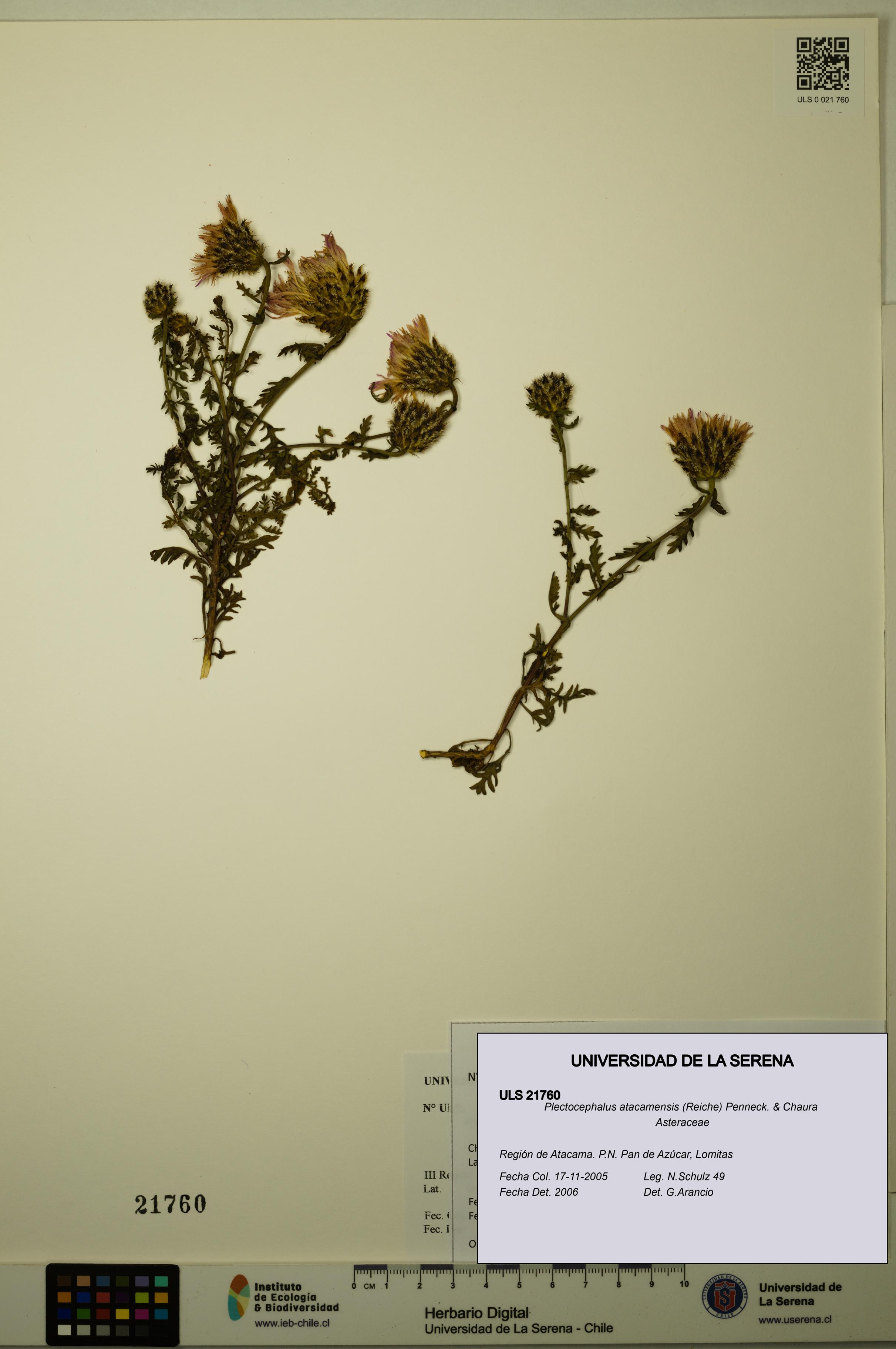 Plectocephalus atacamensis [Espécimen: ULS:ULS:0021760]
