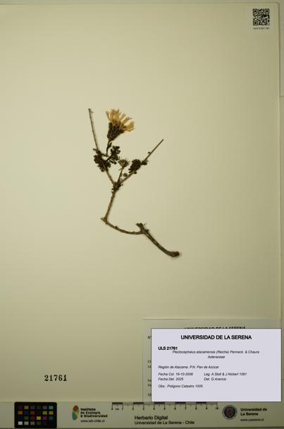 Plectocephalus atacamensis [Espécimen: ULS:ULS:0021761]