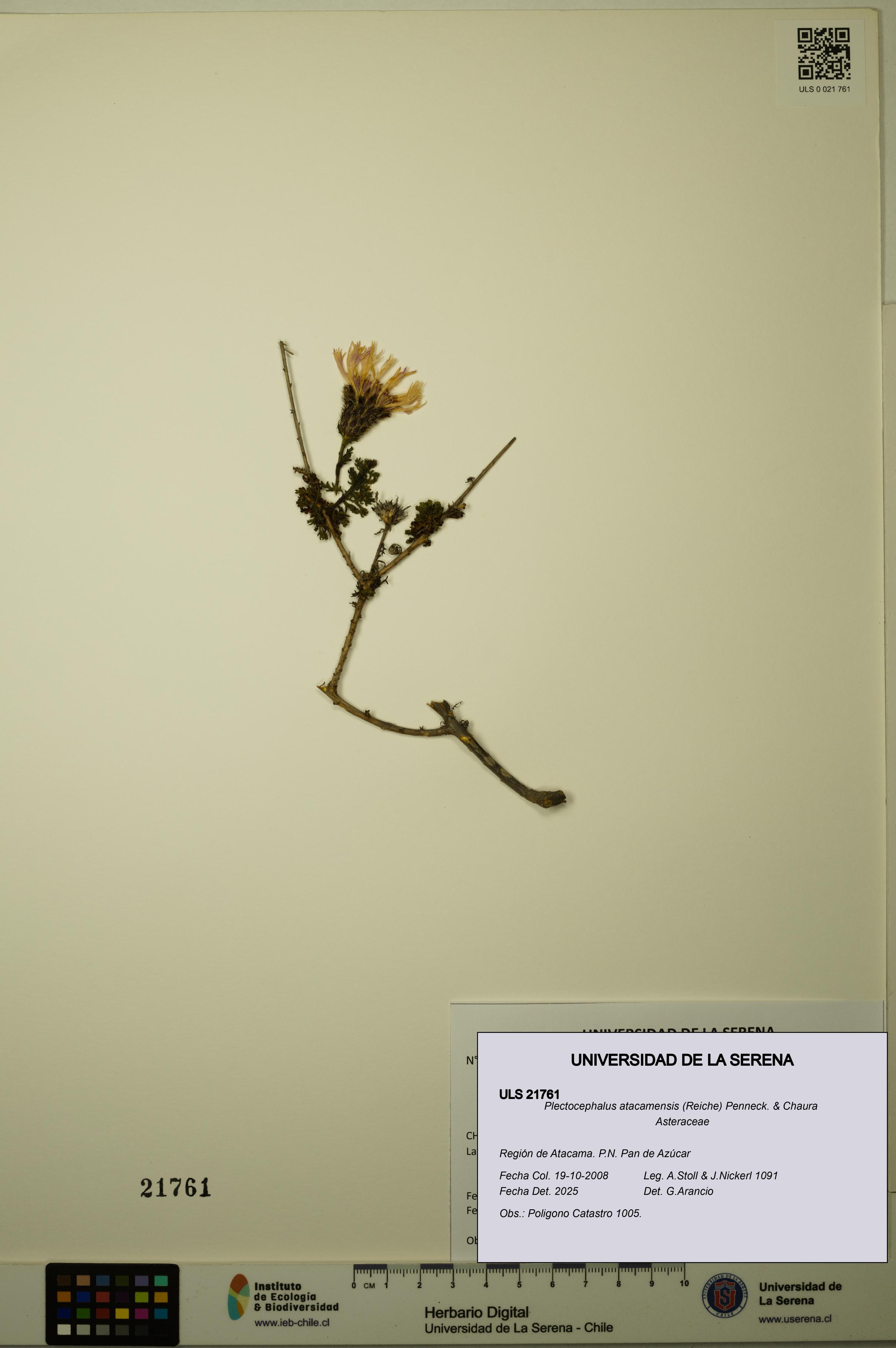 Plectocephalus atacamensis [Espécimen: ULS:ULS:0021761]